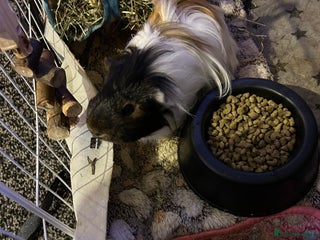 Guinea Pig rodents 3 male guinea pigs for £50 - Advert 5