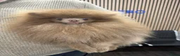 Pomeranian dogs for sale: Beautiful Petite Teddy Bear Faced Girl  - Advert 18