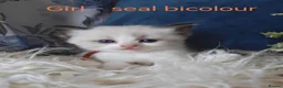 Ragdoll cats for sale: GCCF REGISTERED BEAUTIFUL RAGDOLLS KITTENS  - Advert 8