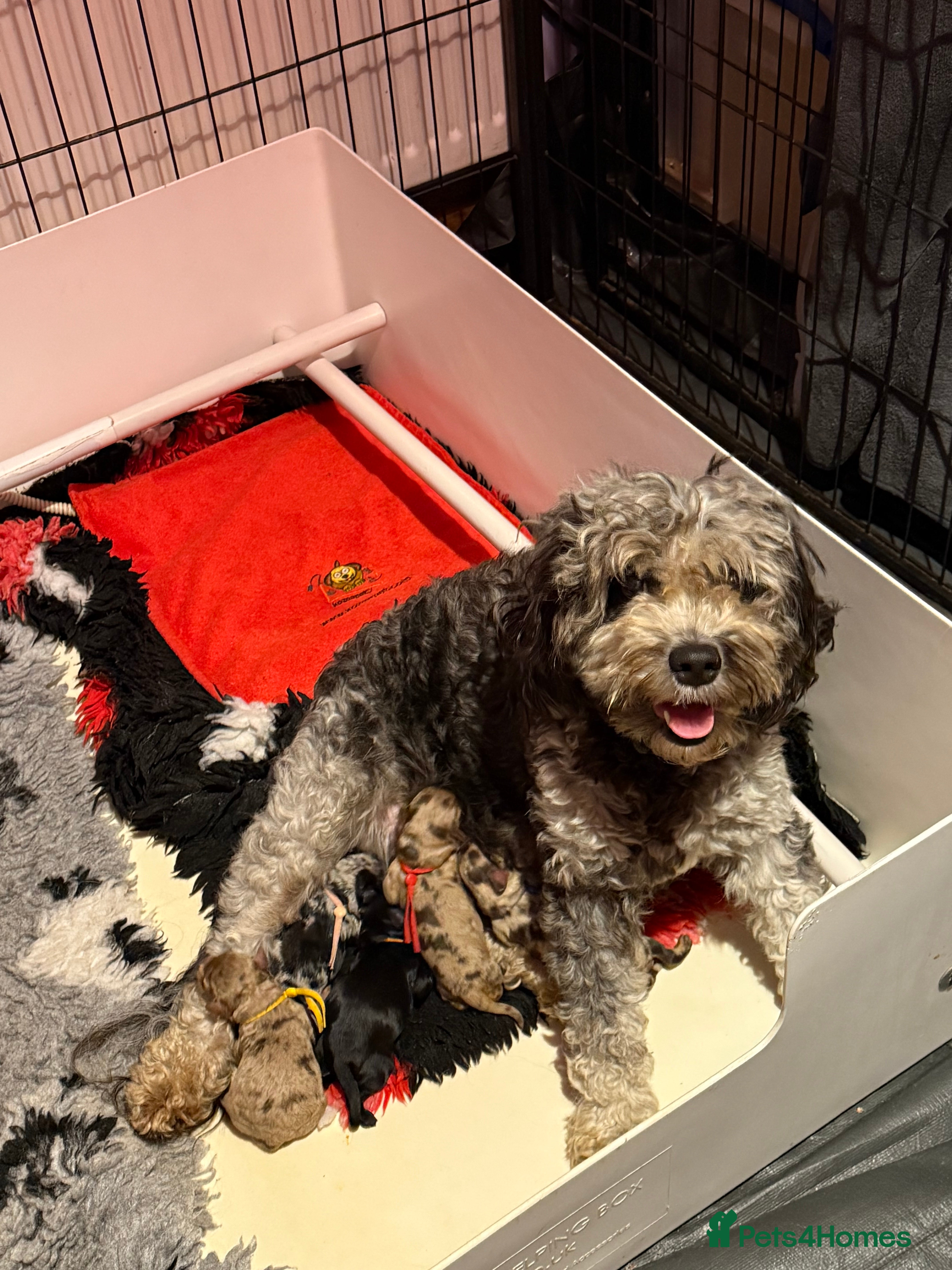 Cavapoo dogs F1b Health tested Phantom chocolate Merle Cavapoo - Advert 5