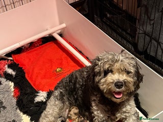 Cavapoo dogs F1b Health tested Phantom chocolate Merle Cavapoo - Advert 1