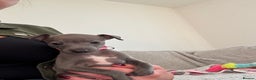 Italian Greyhound dogs for sale: KC registered blue Italian greyhounds for sale - Advert 24