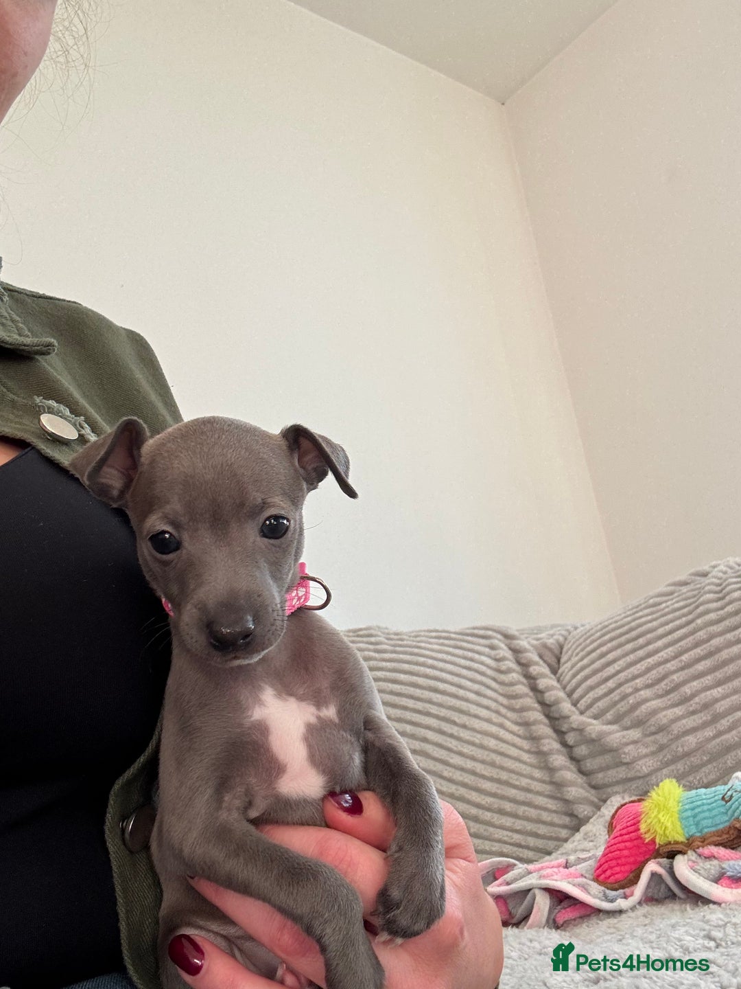 Italian Greyhound dogs for sale: KC registered blue Italian greyhounds for sale - Advert 24