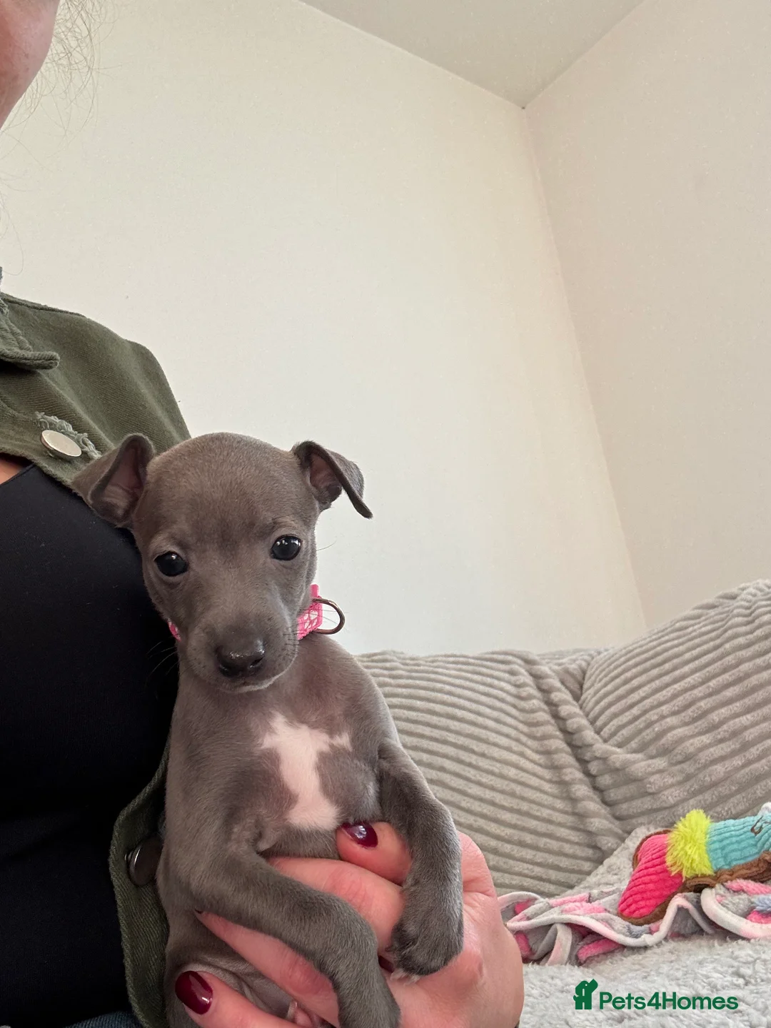 Italian Greyhound dogs for sale: KC registered blue Italian greyhounds for sale - Advert 24