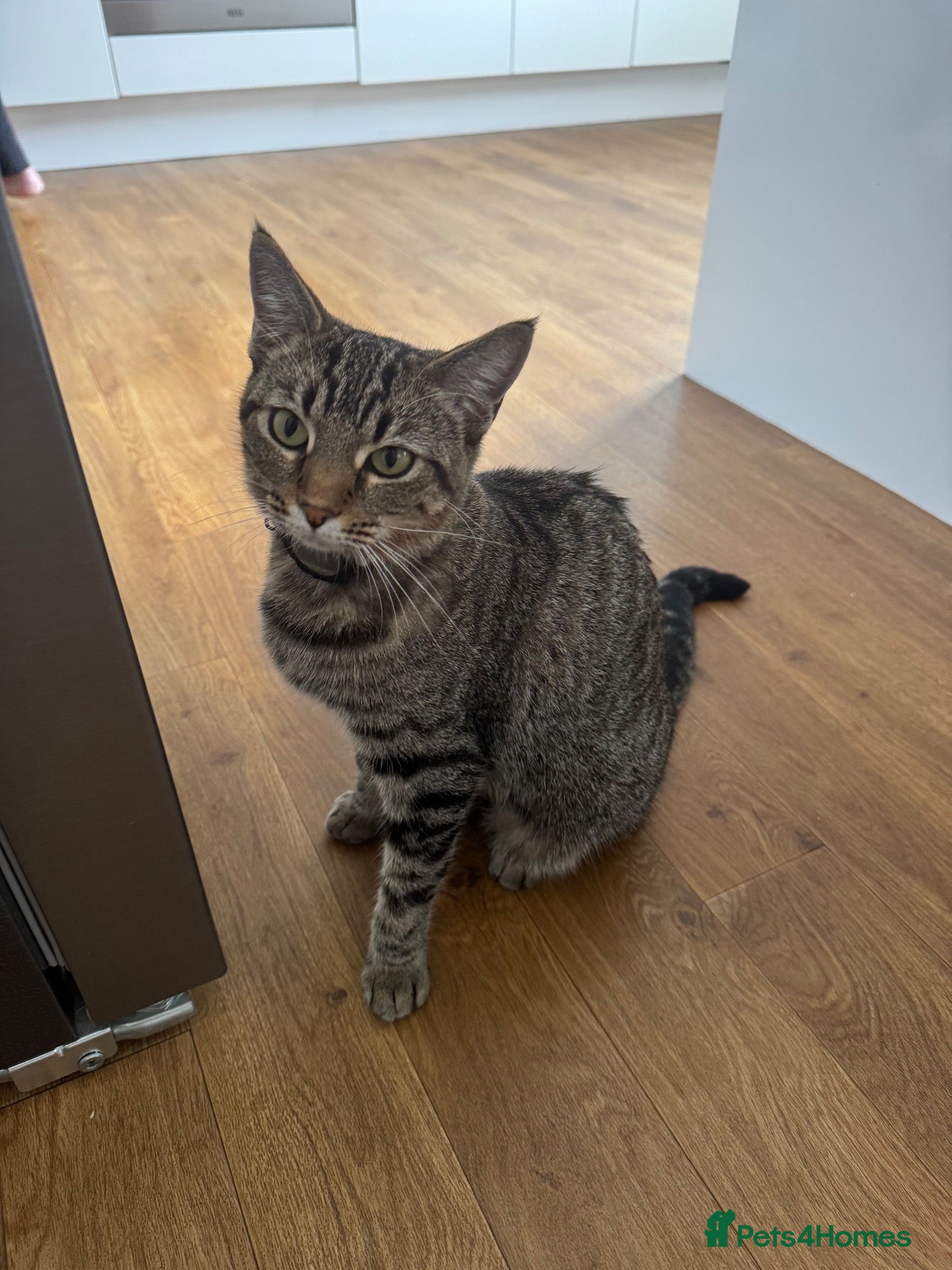 Mixed Breed cats Beautiful Silver & Black Tabby Cat - Advert 2