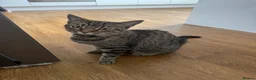 Mixed Breed cats for sale: Beautiful Silver & Black Tabby Cat - Advert 2