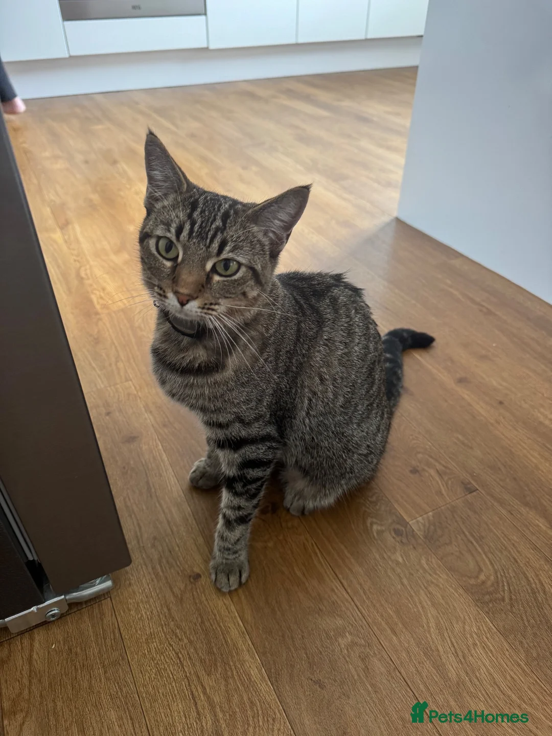 Mixed Breed cats for sale: Beautiful Silver & Black Tabby Cat - Advert 2