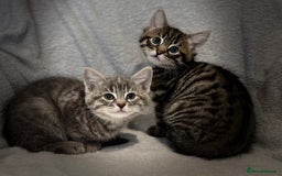 British Shorthair cats for sale: British shorthair kittens *ready now* - Image 6