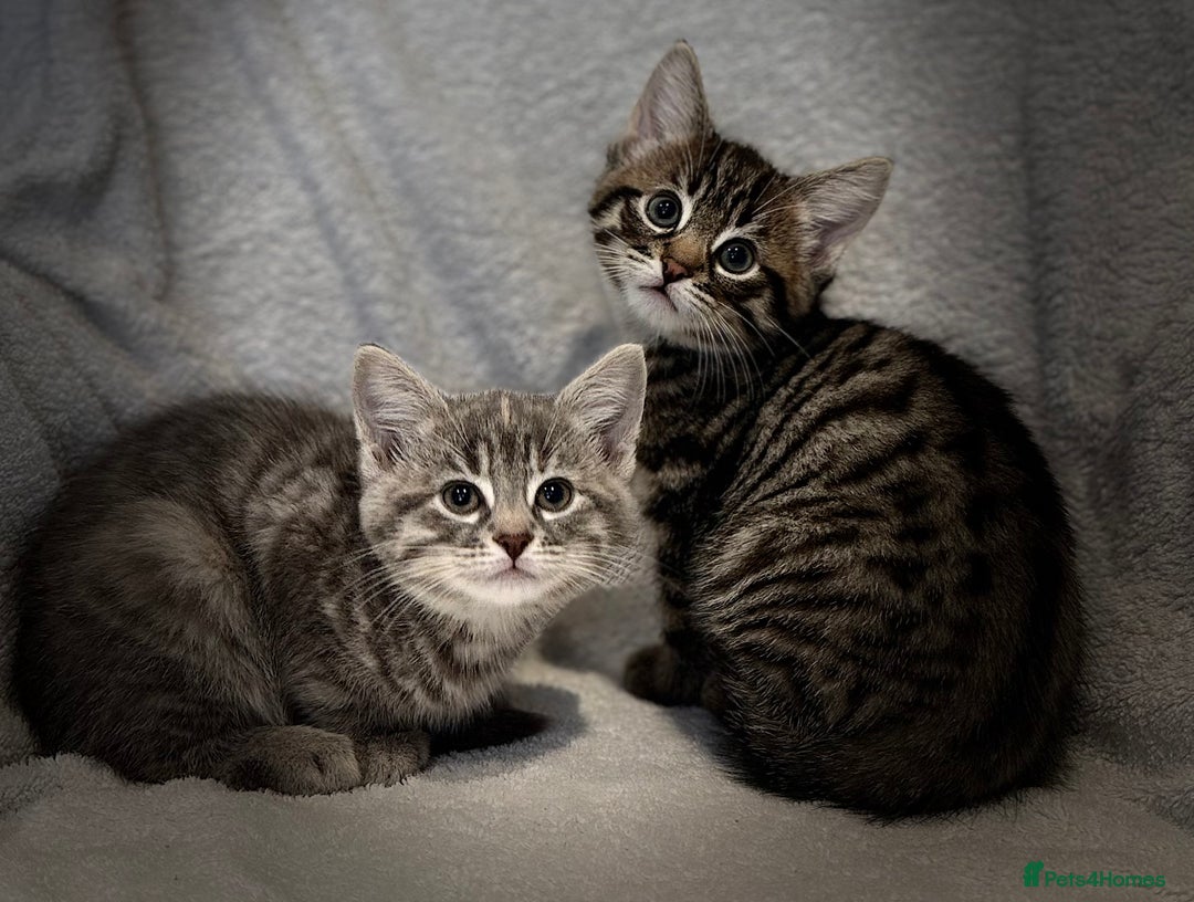 British Shorthair cats for sale: British shorthair kittens *ready now* - Image 6