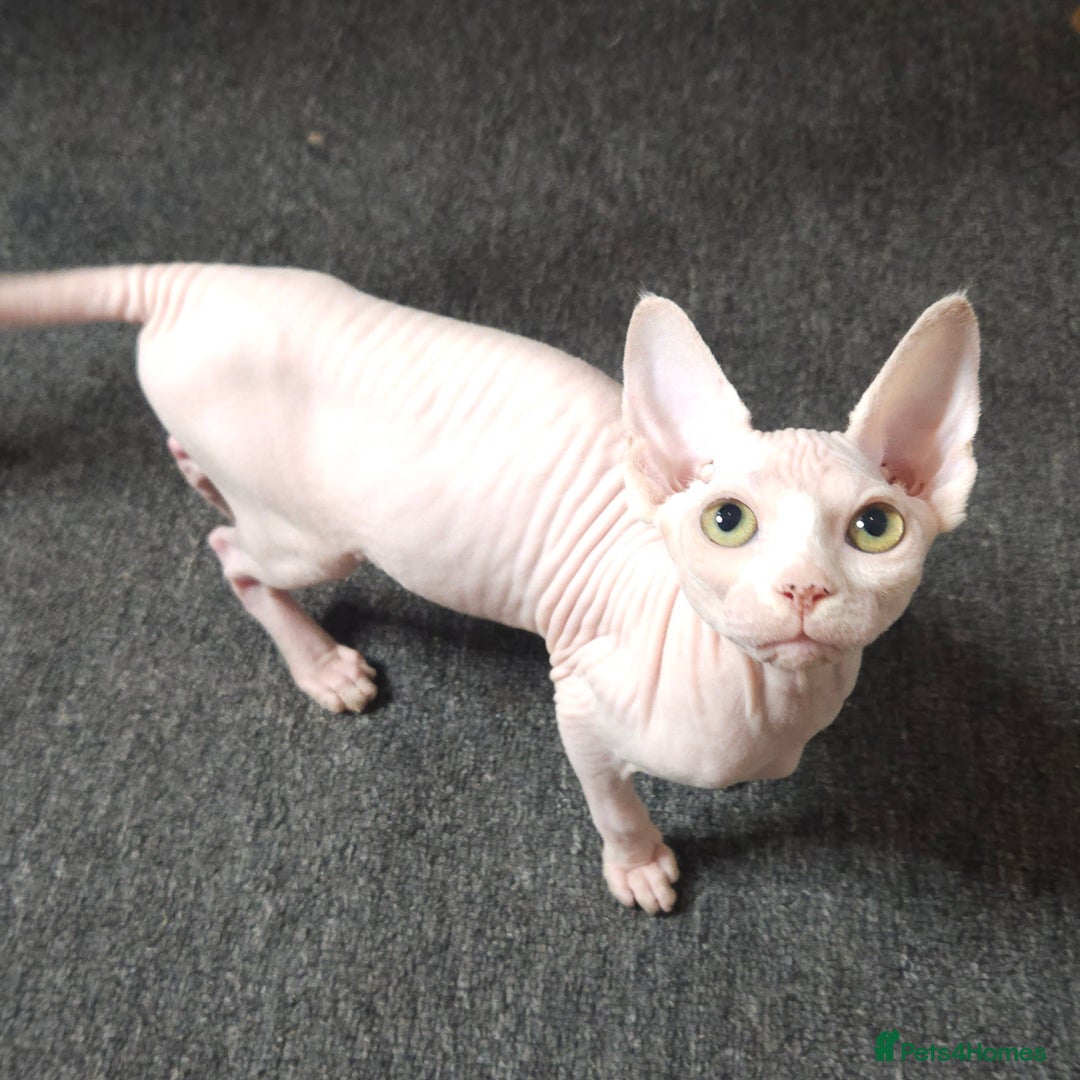 Sphynx cats for sale: Pedigree Sphynx kittens. Ready to go. - Advert 13