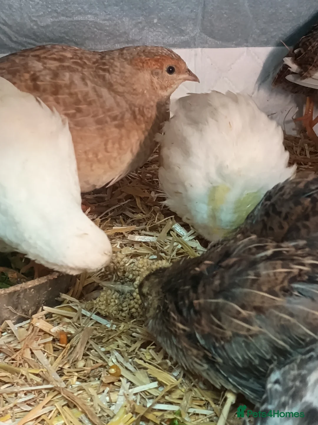 Quail poultry for sale: Chinese painted/button quail - Advert 3