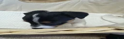 Jack Russell dogs for sale: Full Jack tussle pups  in Middlesbrough - Advert 8