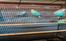Budgerigars birds for sale: Budgies - Image 2