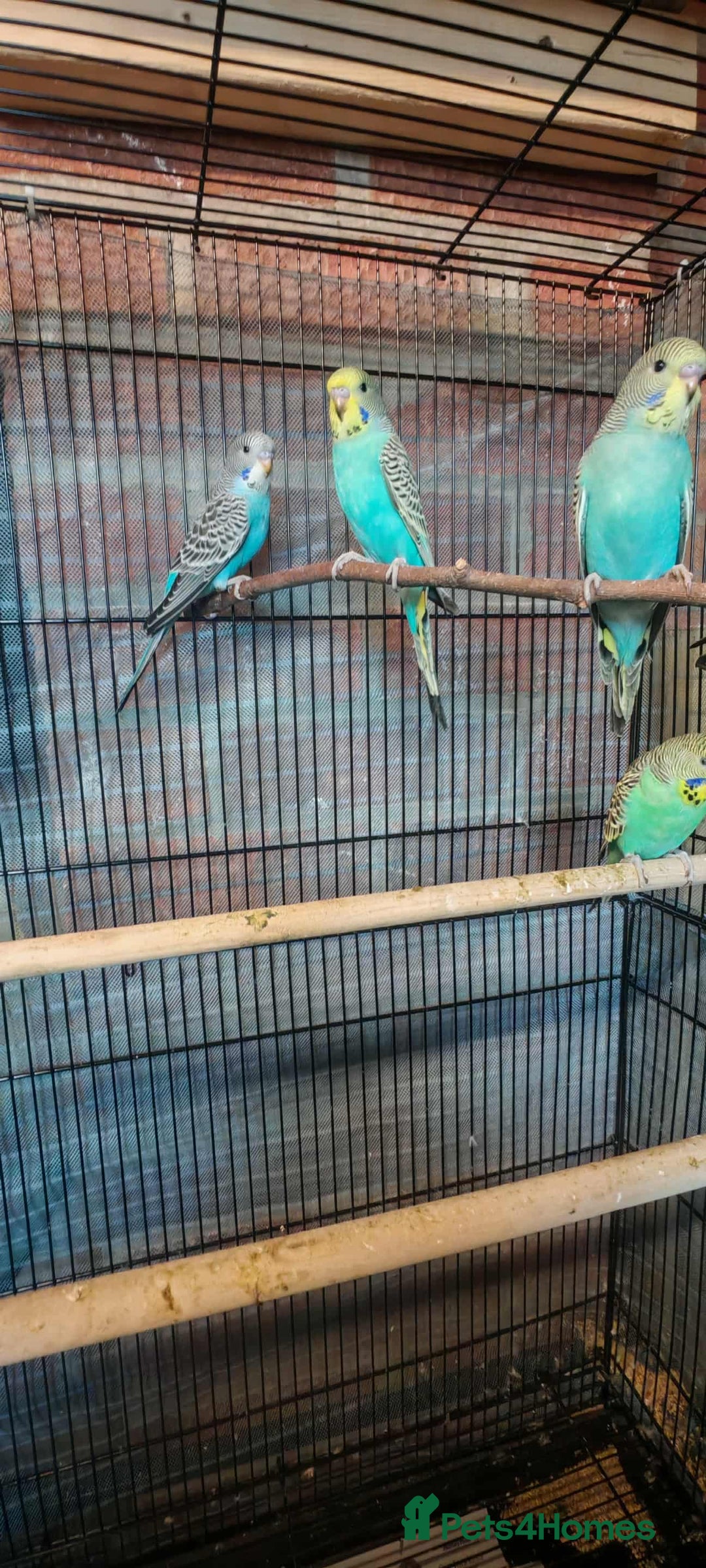 Budgerigars birds for sale: Budgies - Image 2