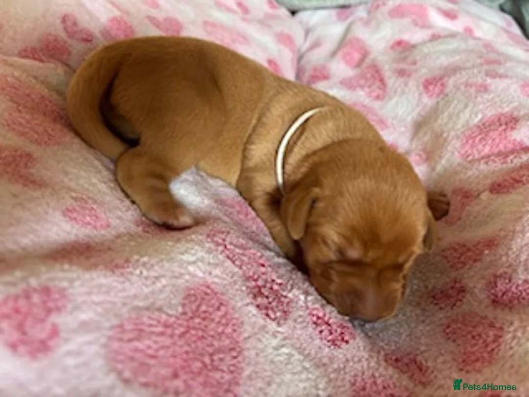 Labrador Retriever dogs for sale: Red Fox Labrador - Advert 18