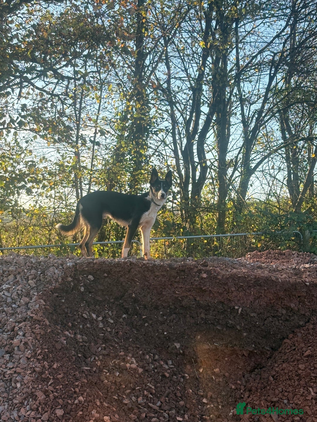 Border Collie dogs for sale: Roscoe  - Advert 3