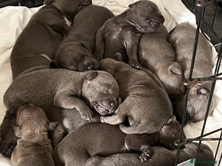 Staffordshire Bull Terrier dogs Stunning stocky blue Staffordshirebull terrier - Advert 2