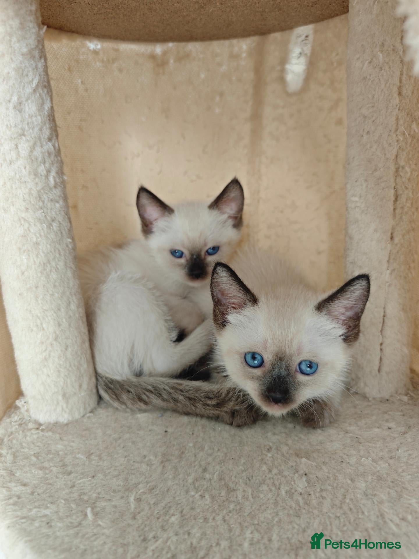 Siamese cats Siamese male and female kittens for sale ❤️ - Advert 1