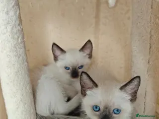 Siamese cats Siamese male and female kittens for sale ❤️ - Advert 3
