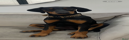 Dobermann dogs for sale: 10 month old Dobermann  - Advert 2
