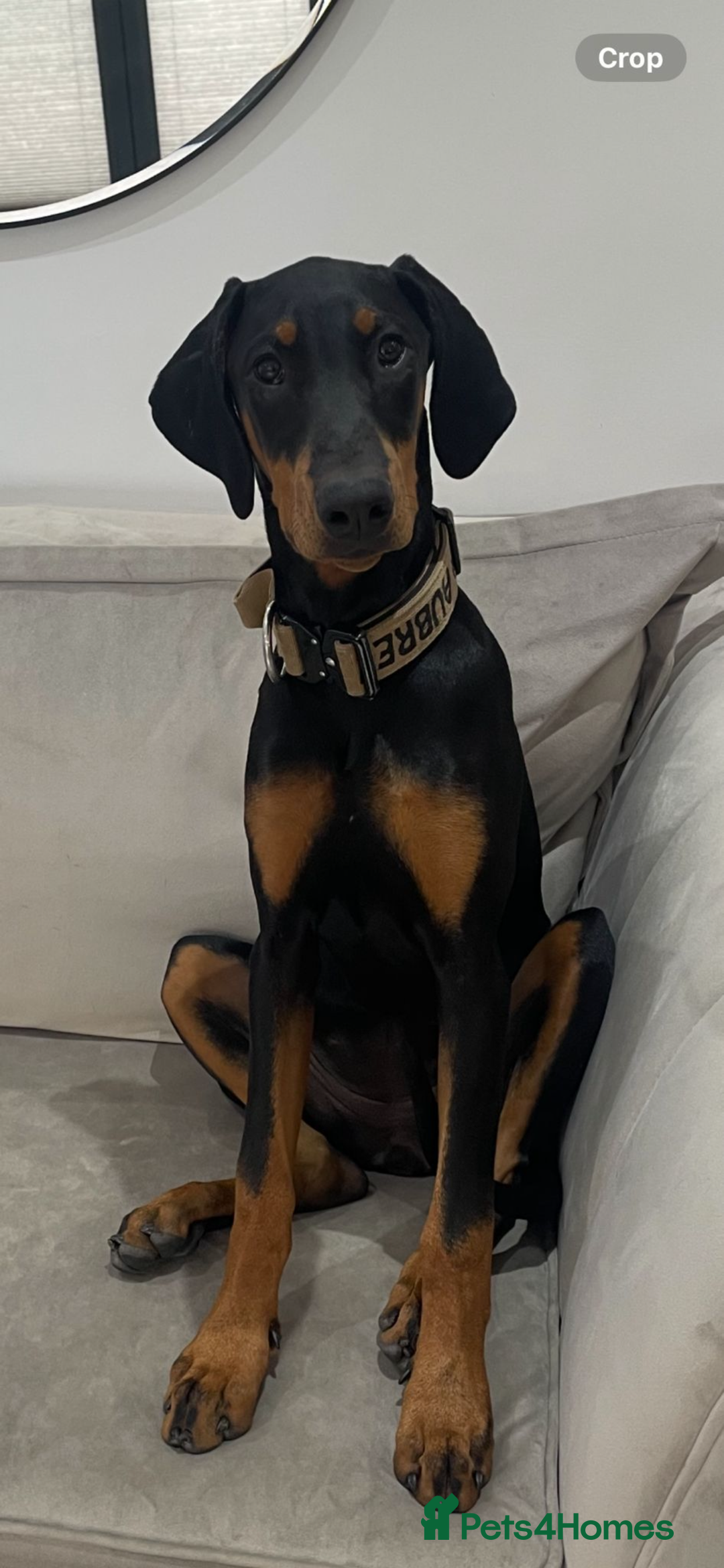 Dobermann dogs for sale: 10 month old Dobermann  - Advert 2