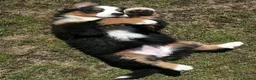 Bernese Mountain Dog dogs for sale: Choose with Care, Love for a Lifetime in Southampton - Advert 2