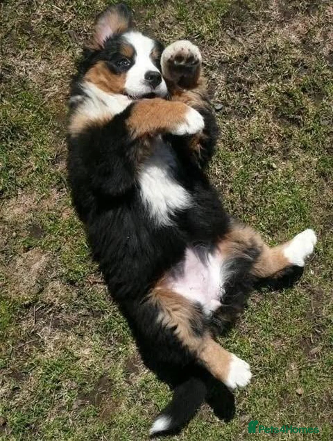 Bernese Mountain Dog dogs for sale: Choose with Care, Love for a Lifetime in Southampton - Advert 2