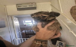 Chiweenie dogs for sale: One girl left  - Image 1