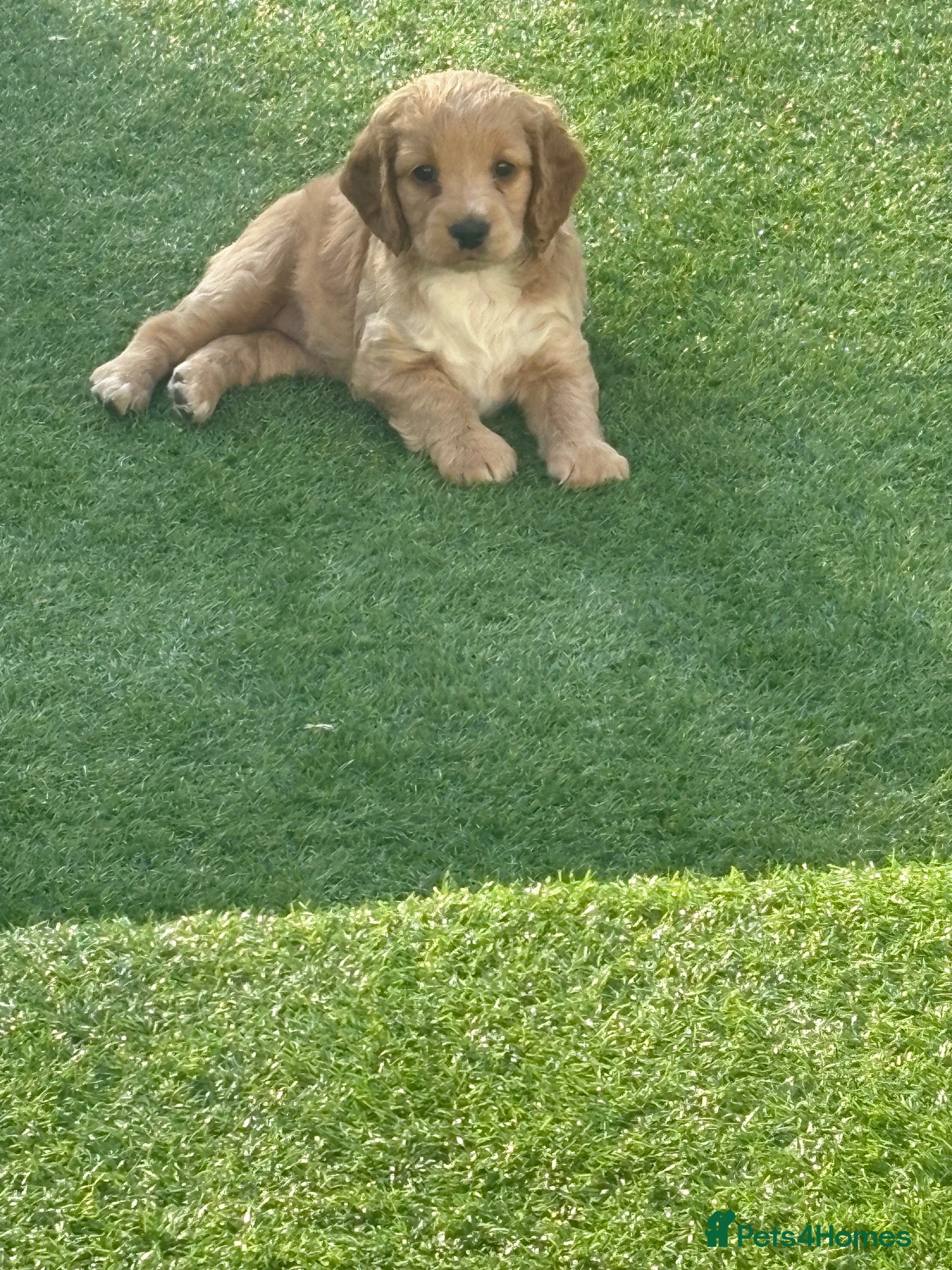 Cocker Spaniel dogs Cocker spaniel - Advert 11