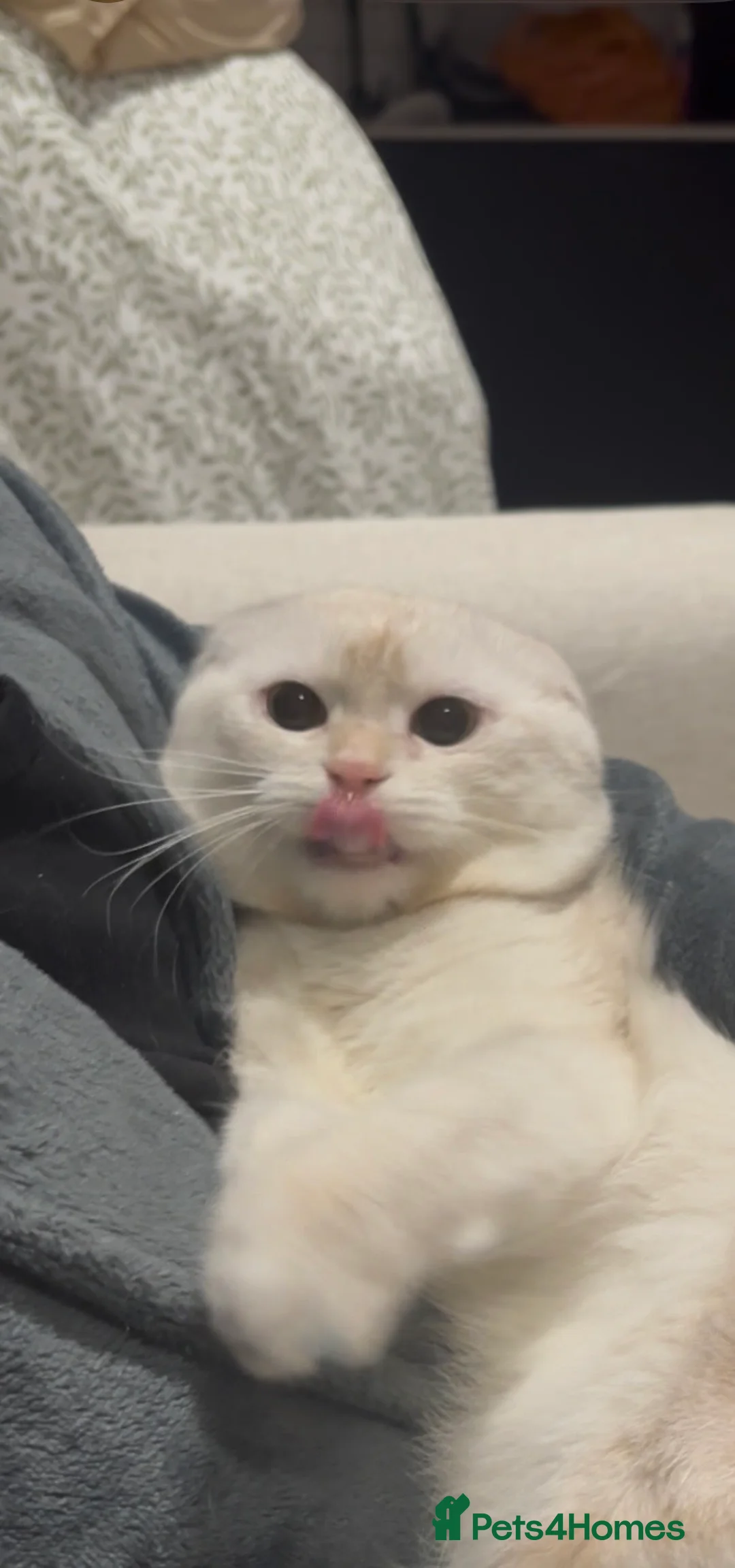 Scottish Fold cats for sale: Scottish fold cat 2 years old friendly  - Advert 4