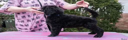 Standard Poodle dogs for sale: Seven Wonders of Standard Poodle Puppies - Advert 18