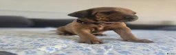 Mixed Breed dogs for sale: Doberman mix  in Nottingham - Advert 4