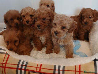 Cockapoo dogs - Advert 9