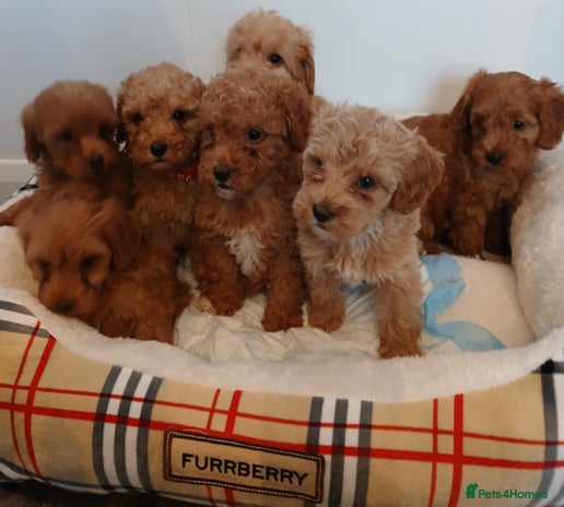 Cockapoo dogs - Advert 14