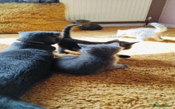 Scottish Fold cats for sale: ❤️Gorgeous Scottish Fold Straight ears kittens❤️ - Image 25