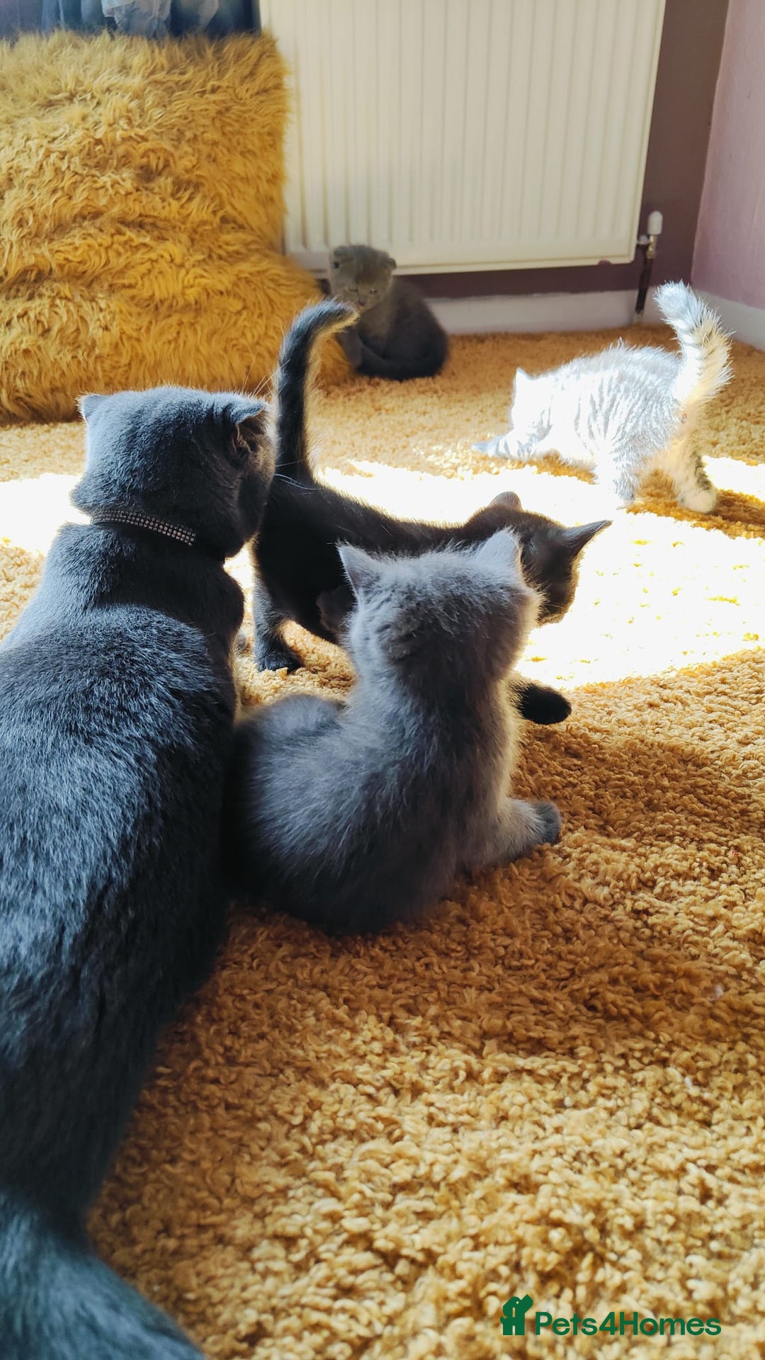 Scottish Fold cats for sale: ❤️Gorgeous Scottish Fold Straight ears kittens❤️ - Image 25