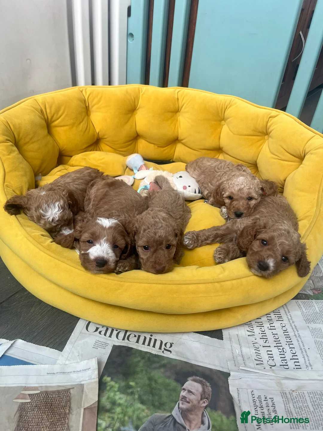 Cockapoo dogs for sale: Beautiful playful F1b cockapoos  - Advert 1