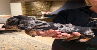 Miniature Dachshund dogs - Advert 16