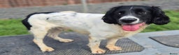 English Springer Spaniel dogs for sale: Lucky seeking a loving family - Advert 2