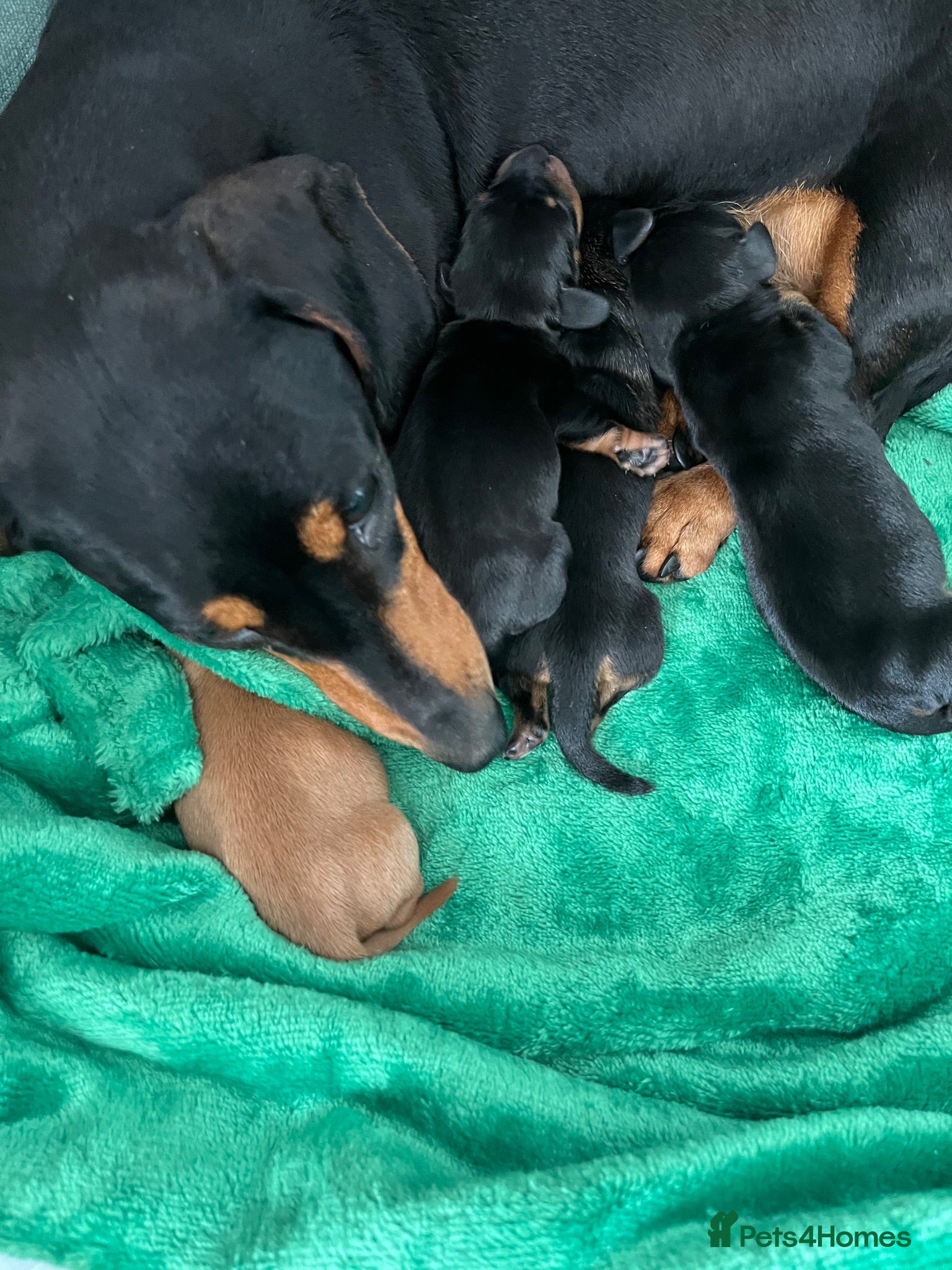 Miniature Dachshund dogs Miniature Dachshund Puppies - Advert 9