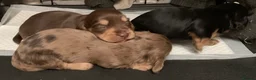 Dachshund dogs for sale: KC reg long hair dachshunds  - Advert 3