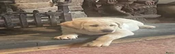 Labrador Retriever dogs for sale: Pick of the litter - Advert 3