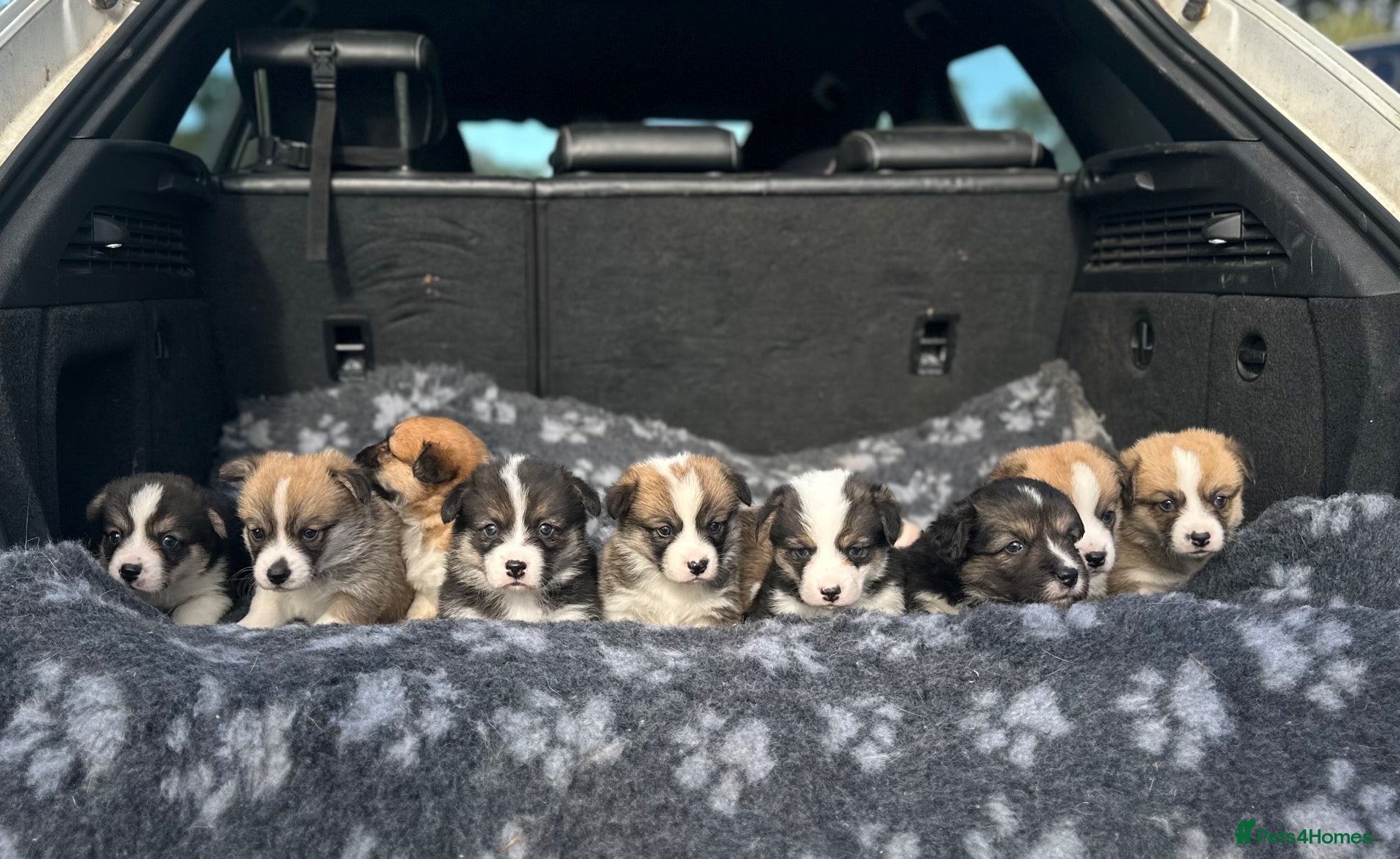 Welsh Corgi Pembroke dogs KC REGISTERED PEMBROKE CORGI PUPS - Advert 9