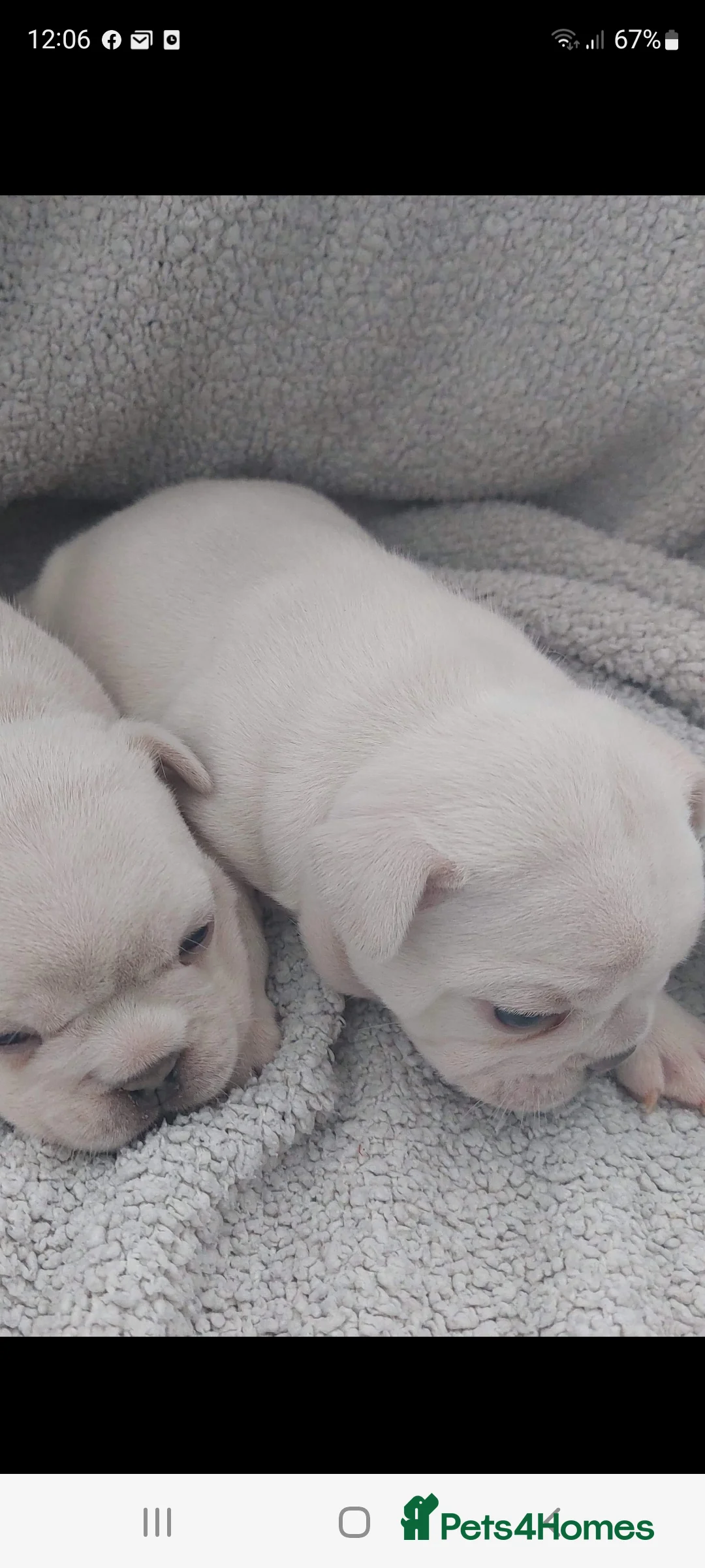 French Bulldog dogs for stud: Top Quality Stud RAMSGATE 🎯🎯 KC registered💣💣  in Ramsgate - Advert 37