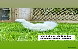 Chickens poultry for sale: Bantam hens at point of lay - Image 15