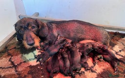 Dachshund dogs for sale: Wirehaired Teckel Bitches  - Image 11