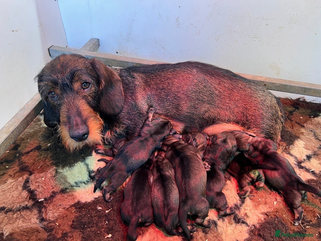 Dachshund dogs for sale: Wirehaired Teckel Bitches  - Image 11