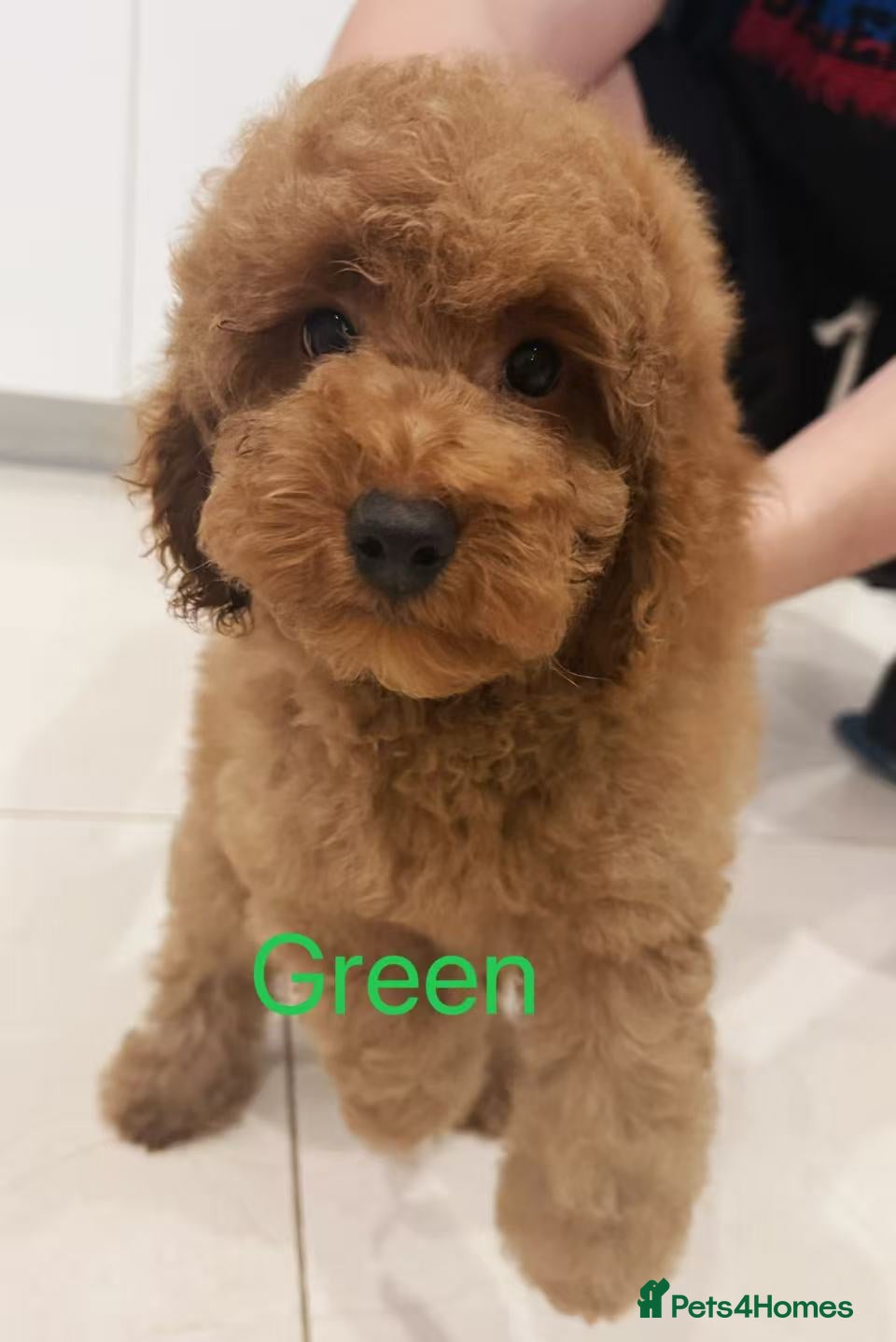 Green puppy 