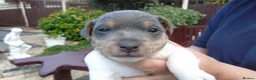 Jack Russell dogs for sale: Tri coloured JackRussell Terriers for sale - Advert 12