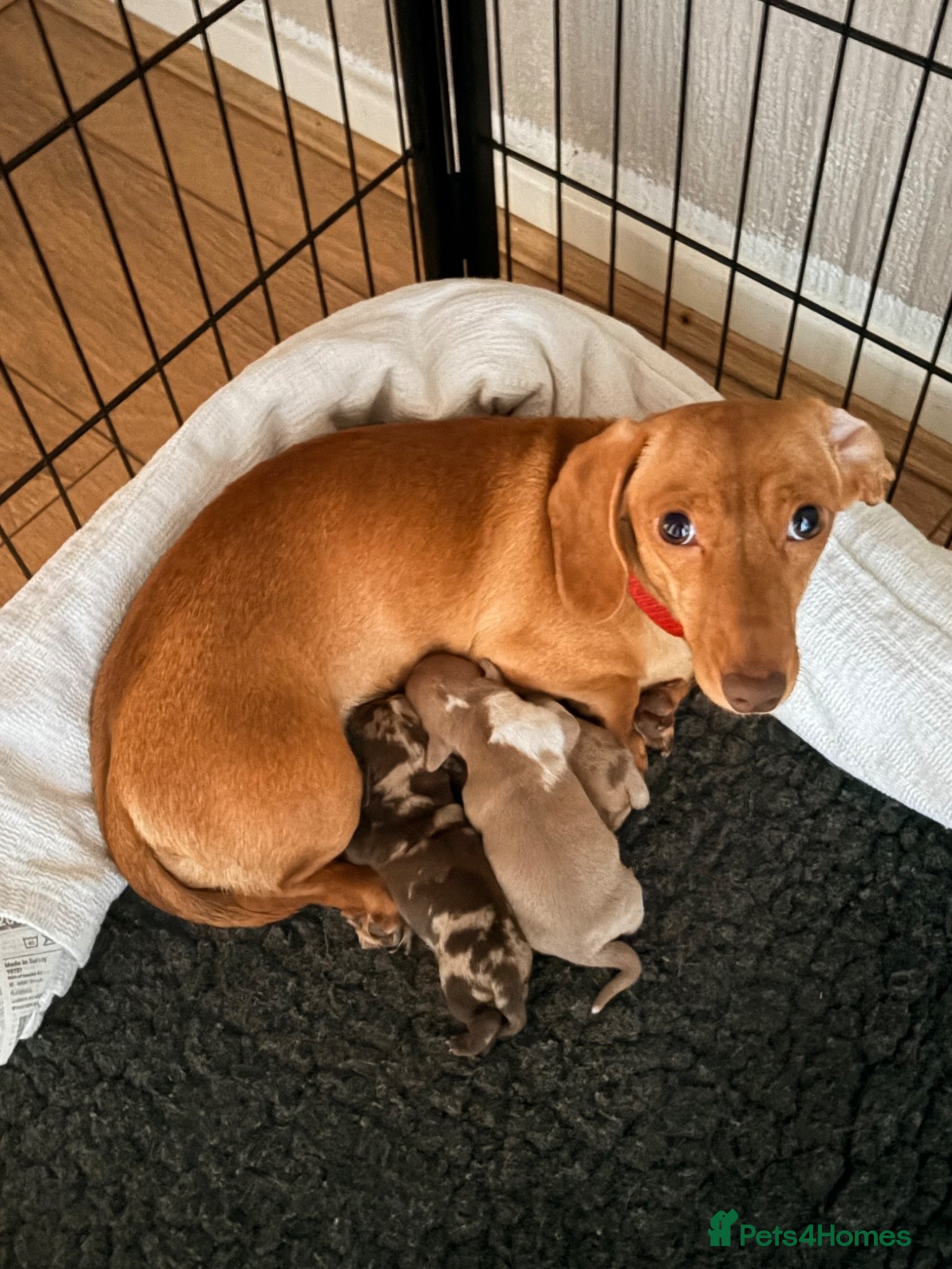 Miniature Dachshund dogs KC registered PRA clear miniature dachshunds - Advert 2